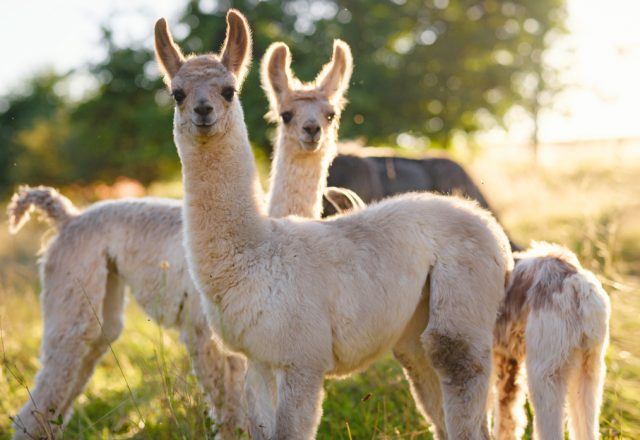 Alpaca Farm