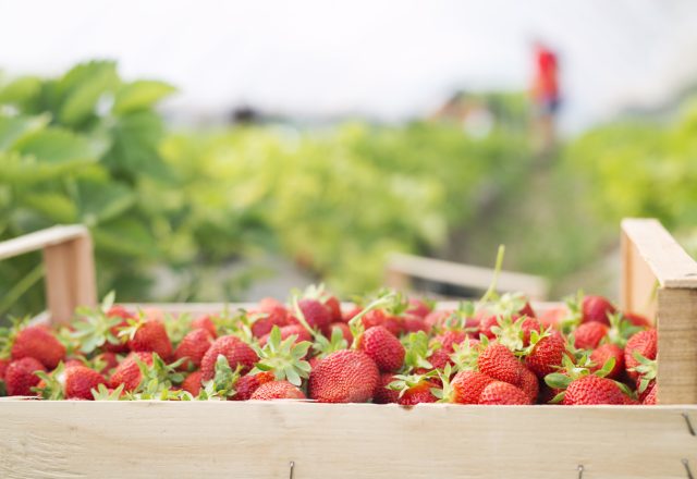 Berry Farm